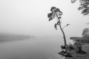 Einsamer Baum im Herbst am Ufer des Fohnsee, dem großen Ostersee. Herbstnebel und eine triste Stimmung strahlen Ruhe aus. Einsamer Baum im Herbst am Ufer des Fohnsee, dem großen Ostersee. Herbstnebel und eine triste Stimmung strahlen Ruhe aus.